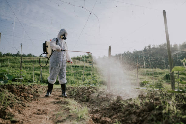 Best Termite Control Services  in Boonville, CA