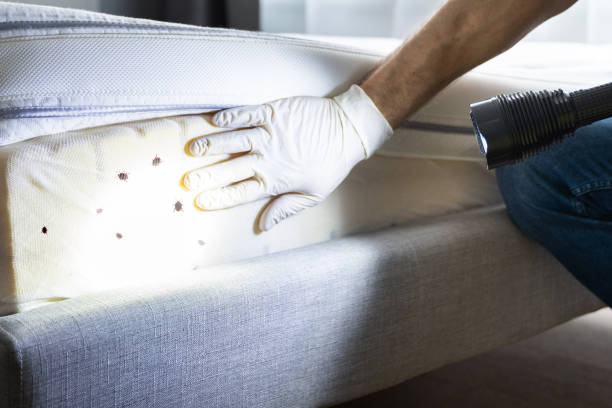 Best Mosquito Control Services  in Boonville, CA