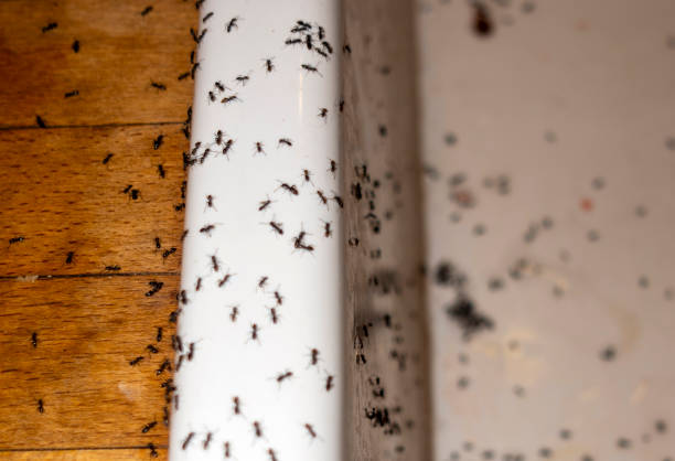 Pest Control Cost in Boonville, CA