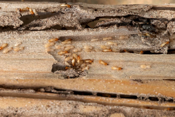 Best Bed Bug Extermination  in Boonville, CA